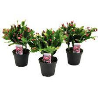 Schlumbergera Mix  510/20