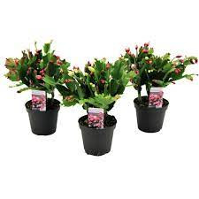 Schlumbergera Mix  510/20