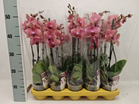 Phal 2-tak Phalaenova Pink 12/65