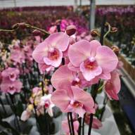 Phal 2-tak Phalaenova Pink 12/65 - зображення_viber_2025-05-23_13-03-51-705