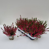 Calluna Mix  27/30
