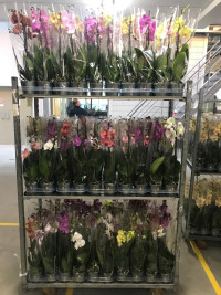 Phal 1-tak A2 Mimesis Mix 12/60