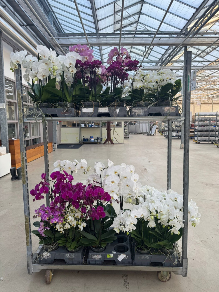 Phal Bellissimo Bella In Lazio White Aqua Box 15/50