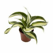 Dracaena Marginata 1pp 17/70