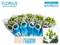 Hypericum Coco Bamboo  X10 50 cm