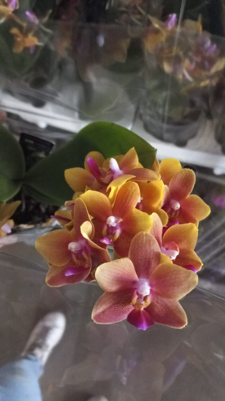 Phal 1/2-tak A2 Ov Pink Opti-flor 12/50