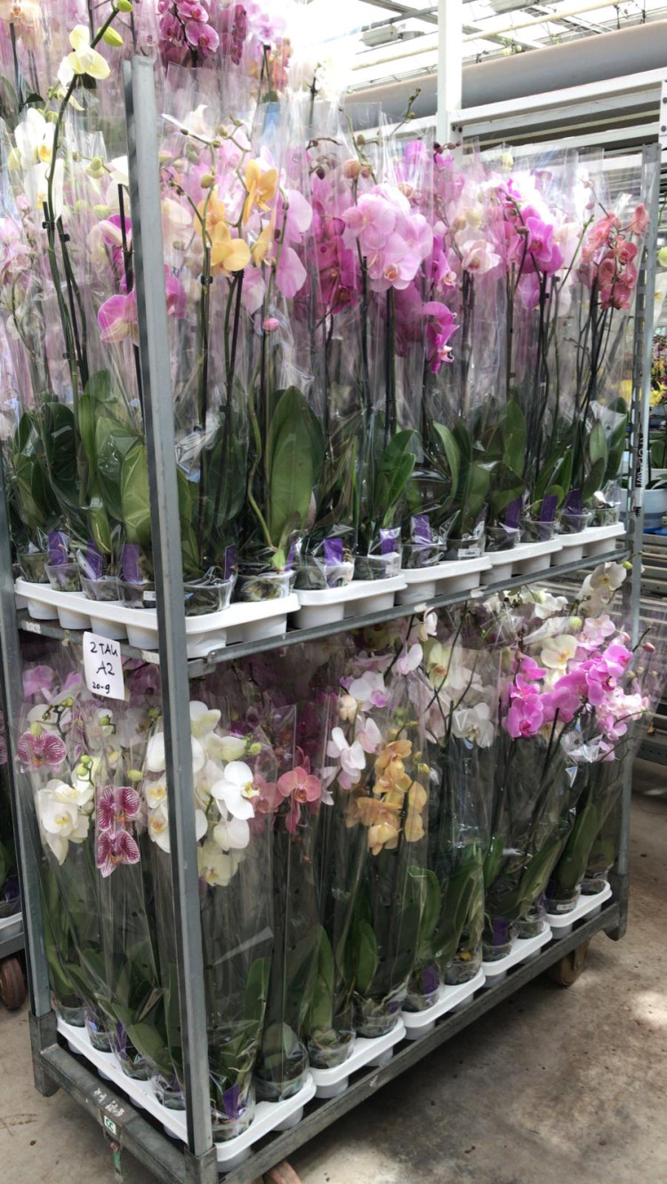 Phal A2 1-tak VG Mix 12/75-90sm
