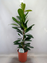Ficus Ov Cyathistipula 21/95