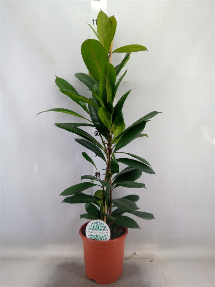 Ficus Ov Cyathistipula 21/95