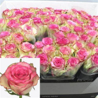 Rose Monique 60 sm