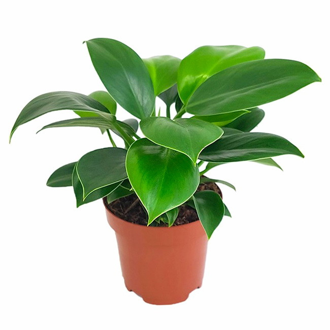 Philodendron 21/40