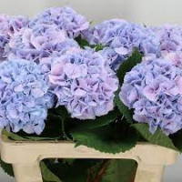 Hydr S Lolly Pop Blue X5 -80cm