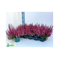 Calluna Barcelona 12/20