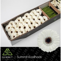 Gerbera Mini Lido X30 Holland