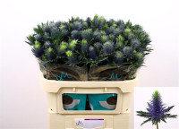 Eryngium Supernova Qstar X10