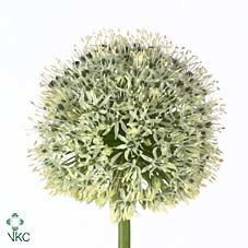 Allium Mount Everest