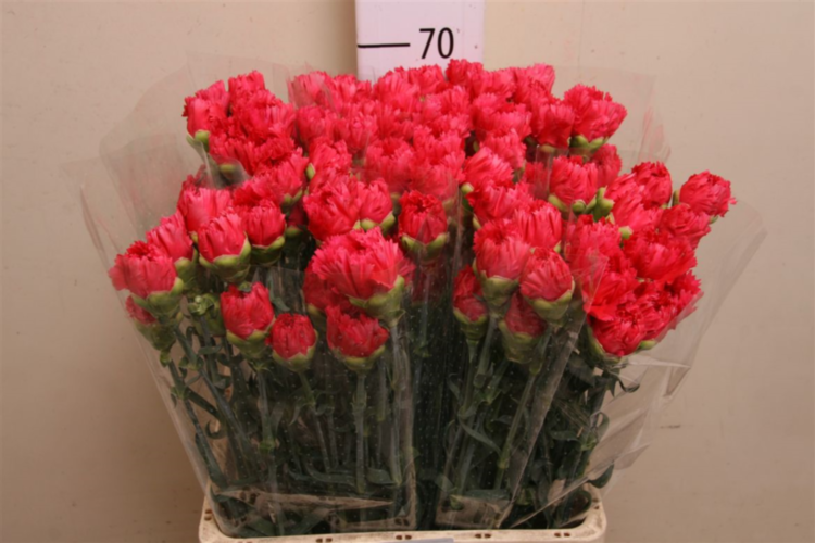 Di St Bizet Cerise