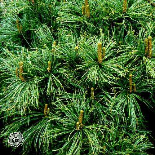 Pinus Strobus