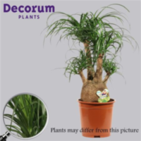 Beaucarnea Vertakt 27 Cm (decorum)