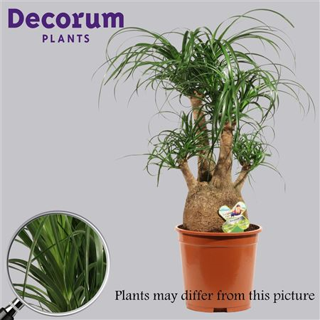 Beaucarnea Vertakt 27 Cm (decorum)