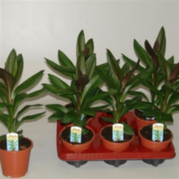 Cordyline Glauca (decorum)