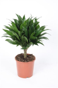 Dracaena Frag Compacta Stam (grower)