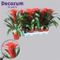 Guzmania Tutti Frutti Oranje (decorum)