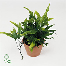 Microsorum