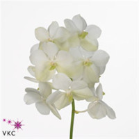 Vanda Z Tayanee White