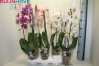 Phal Gem 1-tak Cascade Orhcios