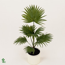 Livistona Rotundifolia 22/60