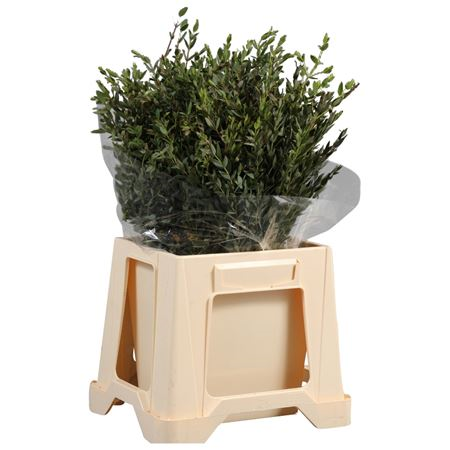 Parvifolia Albenga Short