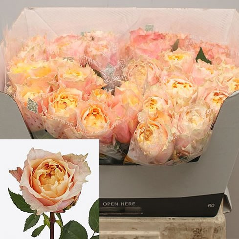 Rose Charming Lady 50 sm