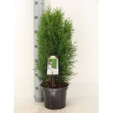 Cupressus Ley Gold Rider 27/150