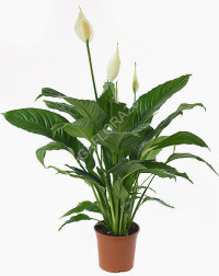 Spathiphyllum 12/35