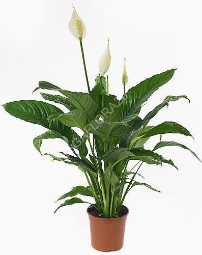 Spathiphyllum 12/35