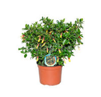 Jacobinia Anita 13/35