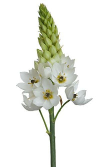 Ornithogalum White Star Х10