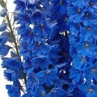 Delphinium Energy Blue