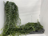 Hedera Helix MIX  9/15