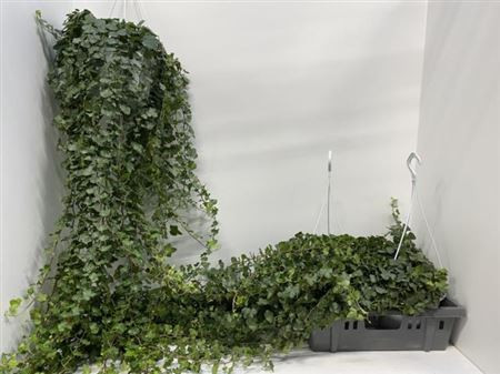Hedera Helix MIX  9/15