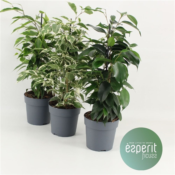 Ficus Be Mix  14/54