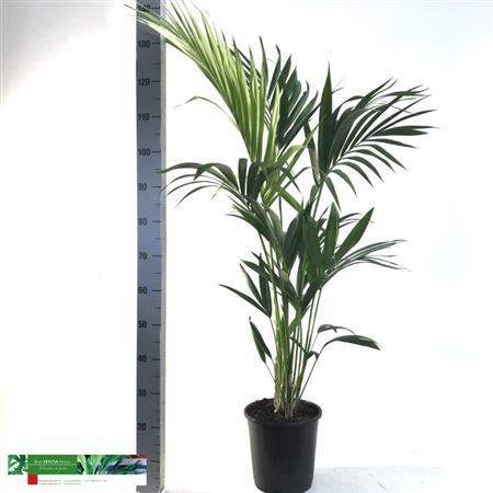 Howea Forsteriana 19/100