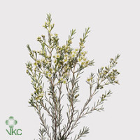 Chamelacium Ofir 80 cm X 25