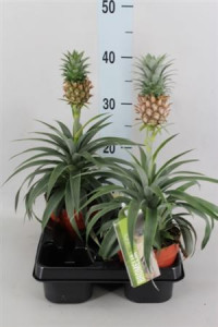Ananas Champaca With Fruit 12/35