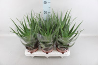 Aloe Arborescens 17/40