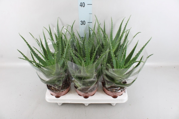 Aloe Arborescens 17/40