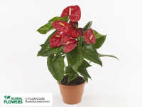 Anthurium Red Champion 17/65