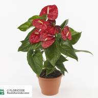 Anthurium Red Champion 17/65 - Anth Aloha Red 14