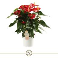 Anthurium Red Champion 17/65 - c051fad8-799a-44a2-be92-b607c6238ace